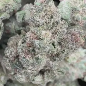 Sugar Cookies Strain Minis - Bulk Minis - Indica