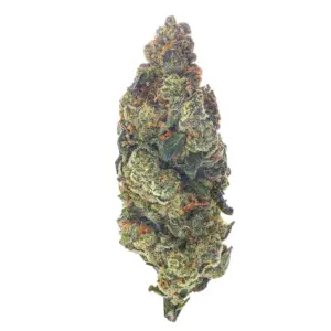 White Gushers Strain- 28 Grams - Hybrid